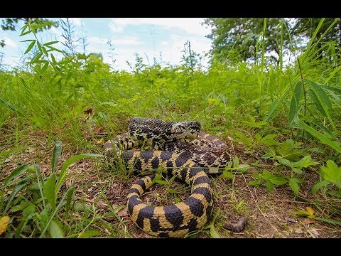 The Angriest Snake in the Midwest: "Kankakee" Bull Snake