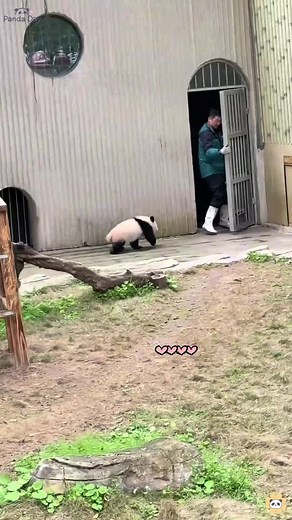 Angry Panda's Hilarious Chase Reaction