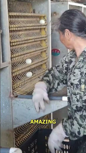 Watch the Egg Sorting Mastery Unfold!.