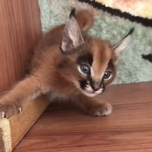This wildcat's meow is amazing 😂🐱 | UNILAD