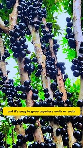 Jaboticaba Tree | Dodo Garden