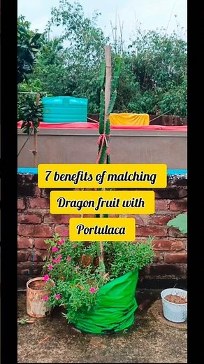 Dragon Fruit Mulching Benefits with Portulaca 🌱 | Grow and Glow #shorts #shortsfeed