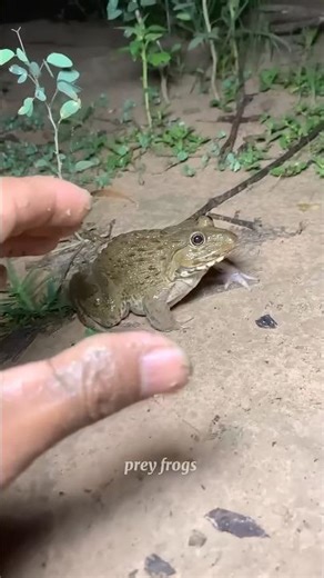 Boing catch frogs funny | frogg catch funny wep wep | funny froggy #shorts #frog #funny