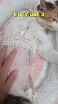 고양이 유선종양,횡격막허니아,위관 (위루관)수술후 #고양이 #cat #고양이병원