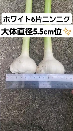 ホワイト6片ニンニク収穫の儀 #家庭菜園 #ホワイト6片 #にんにく
