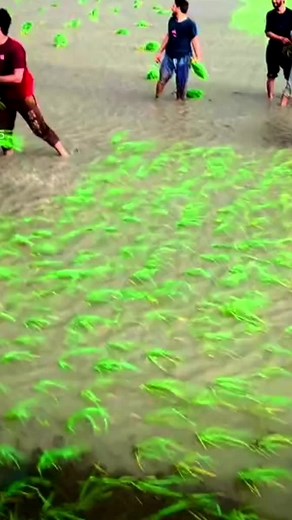 Celebrating Nature: Tossing Vegetable Leaves Outdoors