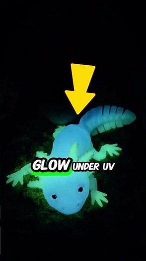 Why Do Axolotls Turn Albino in Captivity? 🧬#Axolotl #didyouknow #albino