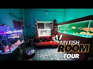 my fish room tour 🐬