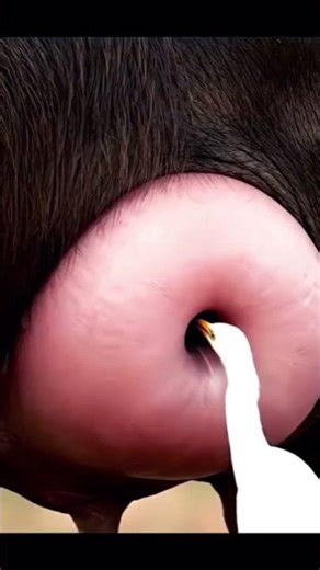 Hero Bird Unearths Giant Pest from Buffalo's Inner Thigh |Rescue🎥