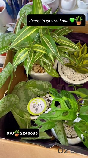 Jungle in home💚🌵🪴 #indoorplants #giftideas #srilanka #plantlover #CapCut #fypシ #fypシ゚viral #stressfree #fyp #cactus #relaxing #oxygen #trendingvideo #teachersday