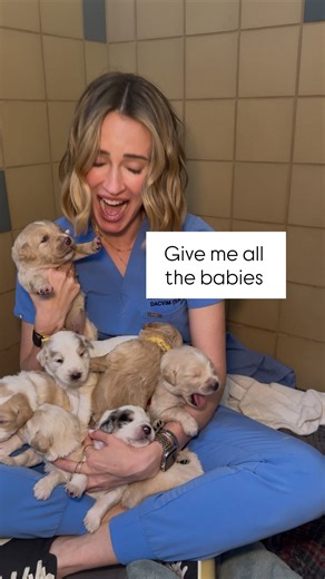Nicole Fein, DVM, DACVIM on Instagram: "Go big or go home right? Ha. And speaking of HOME… these sweet angels are looking for their forever homes! Mom is a golden retriever the dad’s breed is unknown but we’re thinking large breed based on how fast they’re growing! Available ~March. https://www.grcglarescue.org/ Visit this link for more information and to apply to adopt one of these angels. SERIOUS INQUIRIES ONLY please. Must be able to interview IN PERSON in SoCal."