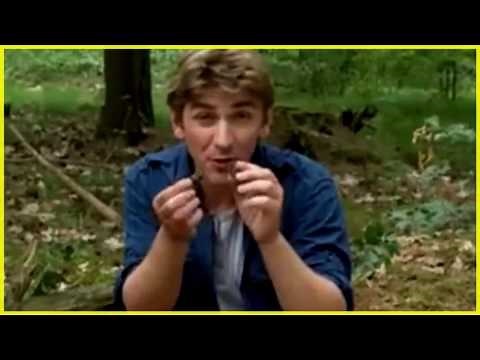 Löwenzahn Wunderbarer Wald