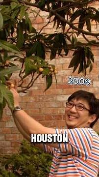 How to eat a loquat (110/365) #fruit