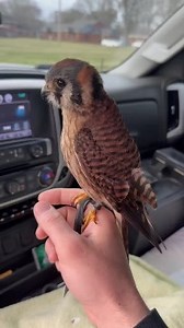 Churro the American kestrel hunting invasive, European Starlings out of the truck window! #birdhunting #birdwatching #birdphotography #birding #bowhunting #duckhunting #fishing #gamebird #gamebirdhunting #hunt #hunting #outfitters #outdoors #wildlife | Bird Hunting