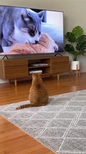 This Is What Happens When Your Husky Watches TV! 🤣 (AI) | Bored Panda Animals