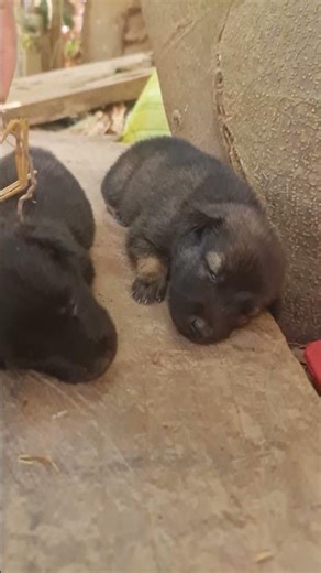 The dogs are sleeping together #shortvideo #dog #animals #pets