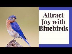 Attracting Bluebirds To Your Yard