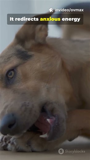 Why Dogs Chew Rocks Reason Three #why #dogs #chews #rocks