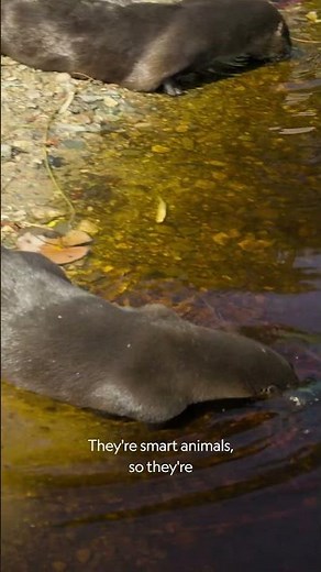 Go, otters, go! 🦦 #SecretsOfTheZoo: North Carolina