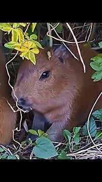 Beautiful New Capybara Babies