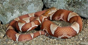 Discover the Largest Copperhead Snake Ever Recorded