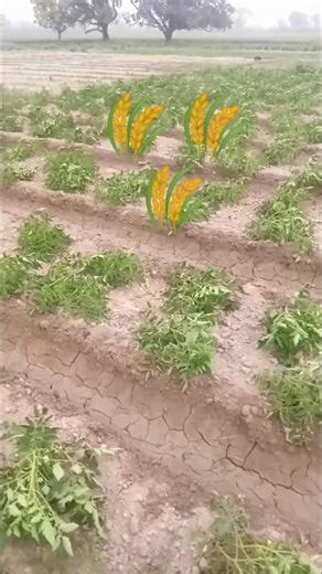 गूगल से रोटी डाउनलोड नही होती लाला #motivation #trending #video #shots #viral #reel #2026 #1million