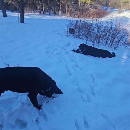 ♥️♥️♥️Chocolate Lab Puppy Loves Big Brother Black Lab Chewing Sticks in Snow ♥️♥️♥️ Sweet Moment