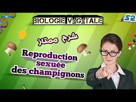 Biologie végétale, Reproduction sexuée des champignons SVI S2.