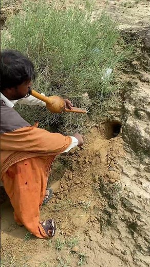 Cobra Tv Hd Live Stream