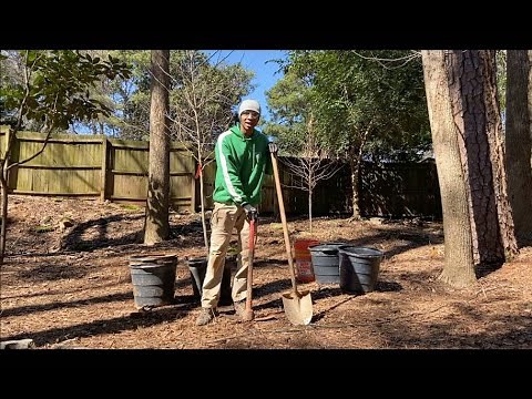 How to Plant a Containerized Tree: Detailed Instructions
