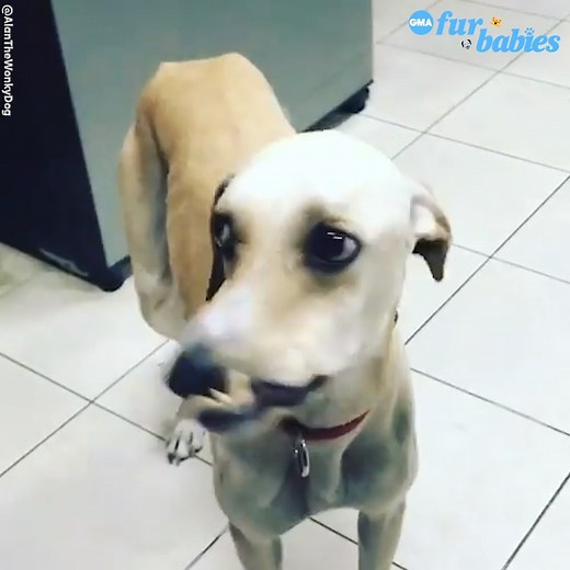 This rescue dog with the cutest "wonky" face is warming our hearts ❤️ https://gma.abc/3ijV5ZZ | Good Morning America