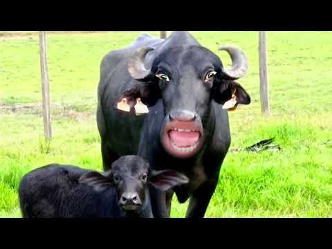 amba sounds cartoon video gaiya dikhao cartoon||