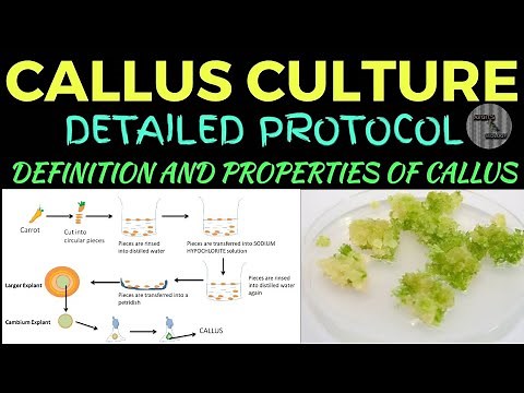 CALLUS CULTURE TECHNIQUE || DETAILED PROTOCOL OF CALLUS CULTURE, DEFINITION, PRINCIPLE , PROPERTIES