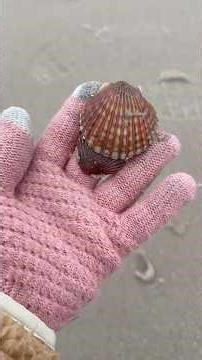 Custom beach comb for Janie #beachcombing #seashells #seaglass