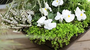 Relax for a moment with Jason as he creates a bright early spring planter full of different textures and contrasting tones of green! 💚 This white and green container garden livens up any patio or outside space, bringing lush foliage and white blooms to your dreary winter days. It will last through early spring, and can be freshened up later on with different spring, or early summer, blooming plants. As always, you can substitute your own favourites into the design as well! Our ingredient's list