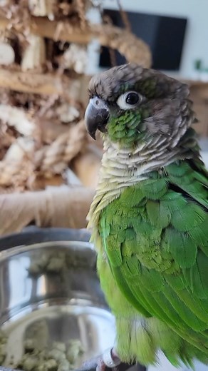 Jen Greenberg | ✨Don’t give up✨ Diet conversions can take time. Giving up too soon is a common reason people fail at getting their bird to eat healthy.... | Instagram