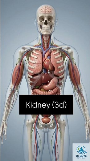 Human Kidney in 3D | Anatomy in Seconds