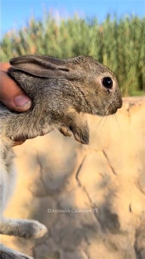 Man Saves His Rabbit Friend ❤️‍🩹