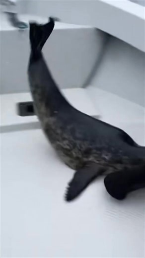 Close call between an orca and a seal! | Smart Monkey US