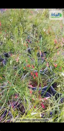 🌹 Russelia equisetiformis 🌼 " Offrez à votre jardin l’éclat unique du Russelia equisetiformis, une touche de couleur qui séduit au premier regard " N'hésitez pas à nous contacter ou à nous rendre visite : 📍 Pépinière El Baraka – Bir Drassen, Nabeul, Tunisie 📱 Téléphone : 23 014 013 / 98 535 442 Site Web : www.elbaraka-pepinteres.com #pepinieriste #Tunis #Nature #jardinage #deco #plantes #plants #Offre #Promotion #decorationinterieur #decorationexterieure #espacesverts | Pépinière El Baraka