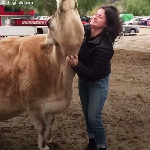 Rescue Cows Are SO SPOILED Now | The Dodo