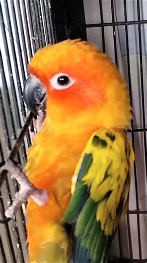 "Sun Conure Apple Lover 🥰 | Cute Parrot Smiling" #shahzadipets 🐾