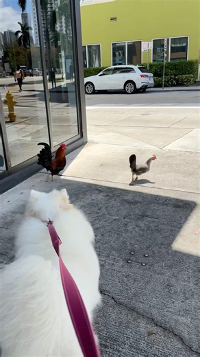 Chasing roosters 🐓 #funnyanimals