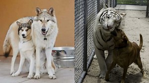 Adorable Cuddles Between Pets and Wild Friends