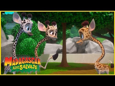 Melman se une a una manada de jirafas 🦒 | DreamWorks Madagascar en Español Latino