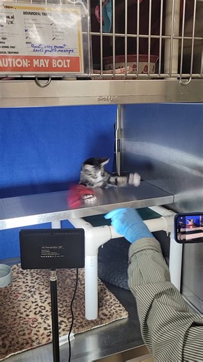 💕 💕 💕 💕 💕 💕 💕 💕 💕 💕 💕 💕 Do you LOVE cats? Same! Have you ever considered volunteering with us? Now's your chance! You can make big difference for the people and cats in the Portland metro area. Here’s how! We’re cat people, sure. But we’re also people-people! When you join the volunteer team at CAT, you become part of a diverse group of incredible humans who put their love of cats into action every day. As a CAT volunteer, you’ll make new friends, learn new skills, and help cats and 