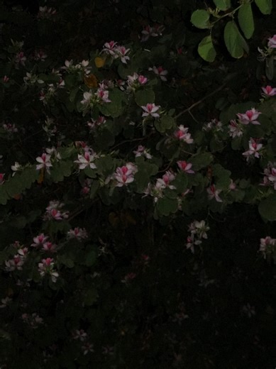 Exploring Digital Cameras: A Nostalgic Aesthetic