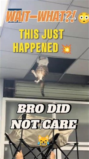 🐱 The Cat Breaks the Ceiling 😳#catshorts #cat #cats