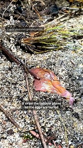 16K views · 283 reactions | Do you just wanna hang out and be buff together?  Like this video to support Team Turtle Frog! Votes on this video close on 9 August 10am AEST. Missed the window for your like to count? Vote now for Australia’s Most Underrated Animal here: abc.net.au/scienceweek. #TurtleFrog #Frog #Underrated #Animals #ScienceWeek | ABC Science | Facebook