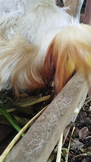 Mastering Etawa Goat Breeding Techniques